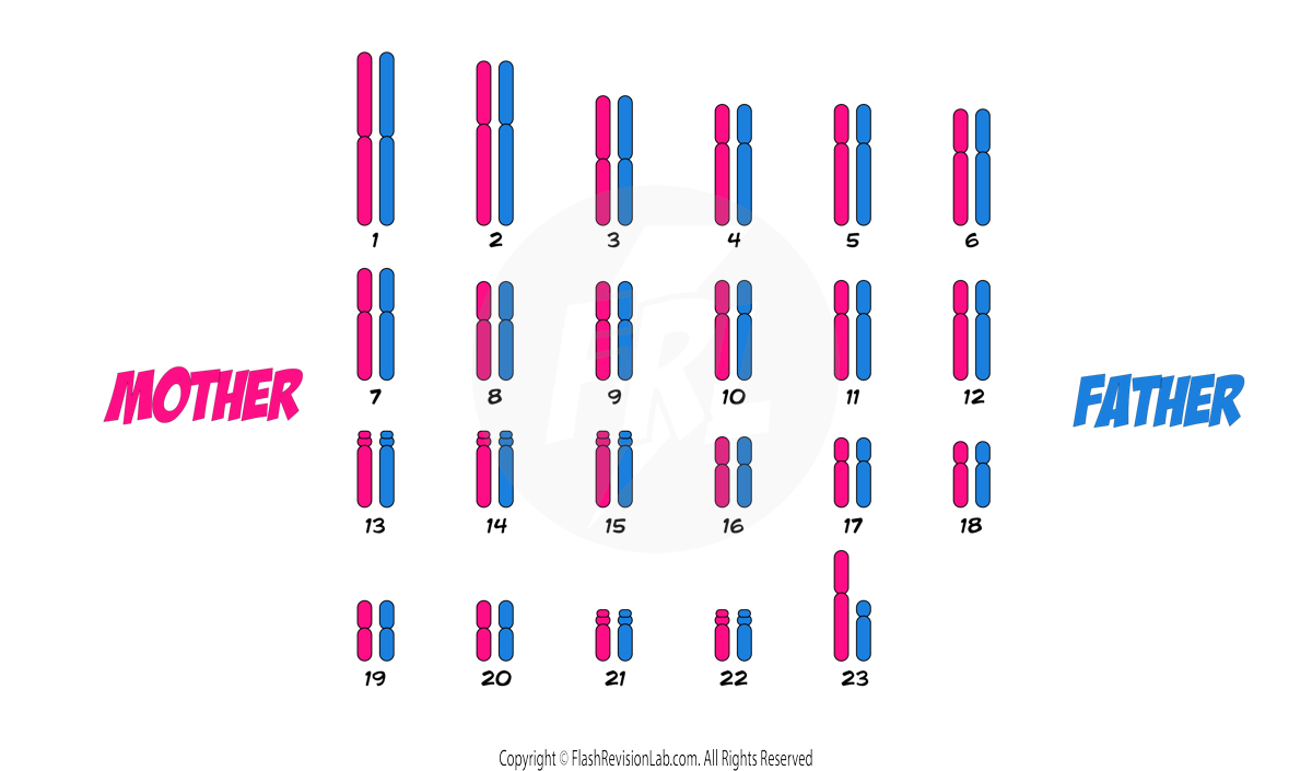 Chromosomes